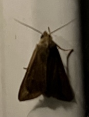 Mythimna unipuncta
