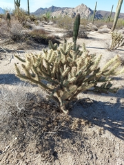 Cylindropuntia acanthocarpa
