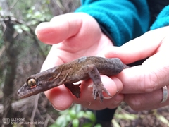 Dactylocnemis pacificus
