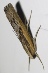 Pediasia trisecta