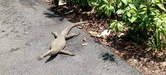 Varanus nebulosus