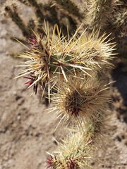 Cylindropuntia acanthocarpa