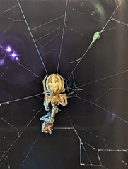 Larinioides cornutus