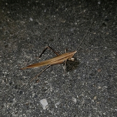 Neoconocephalus exiliscanorus