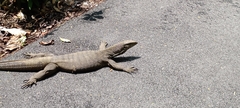 Varanus nebulosus