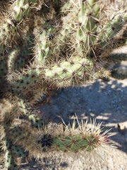 Cylindropuntia acanthocarpa