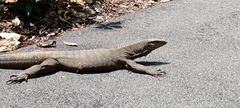 Varanus nebulosus