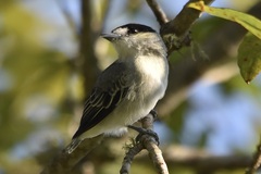 Pachyramphus rufus