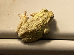 Hyla chrysoscelis