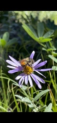 Bombus sylvicola