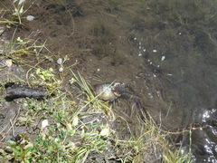 Thamnophis hammondii