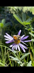 Bombus sylvicola