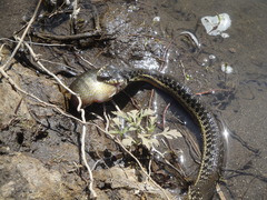Thamnophis hammondii