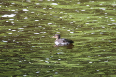 Lophodytes cucullatus