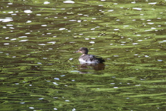 Lophodytes cucullatus