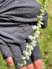 Spiranthes lacera gracilis