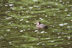 Lophodytes cucullatus