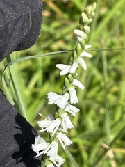 Spiranthes lacera gracilis