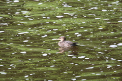 Lophodytes cucullatus