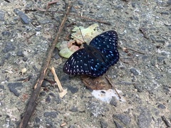 Dichorragia nesimachus