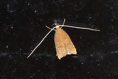 Lecitholaxa thiodora