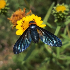 Cyananthrax cyanopterus