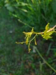 Eumorpha pandorus
