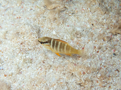 Lutjanus apodus