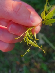 Eumorpha pandorus