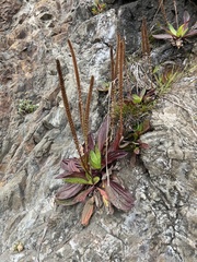 Plantago subnuda