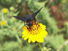 Cyananthrax cyanopterus