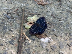 Dichorragia nesimachus