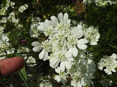 Orlaya grandiflora