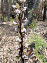 Prasophyllum fimbria
