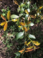 Denhamia bilocularis