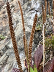 Plantago subnuda