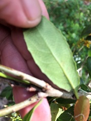 Denhamia bilocularis