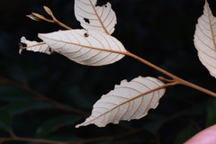 Styrax suberifolius