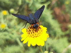 Cyananthrax cyanopterus