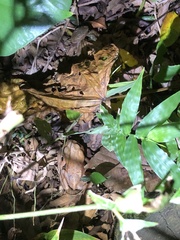 Bufo bankorensis