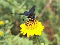 Cyananthrax cyanopterus