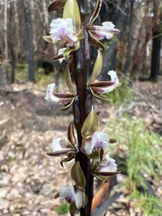 Prasophyllum fimbria