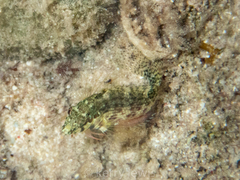 Malacoctenus gilli