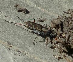 Cicindela repanda