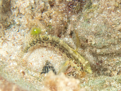 Malacoctenus gilli