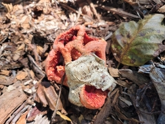 Clathrus ruber