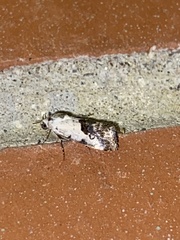 Ponometia phecolisca