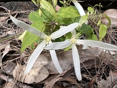 Clematis pubescens