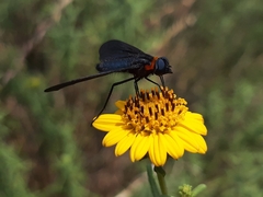 Cyananthrax cyanopterus