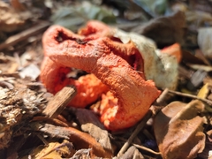Clathrus ruber
